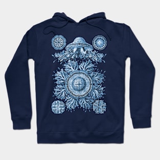 Ernst Haeckel Discomedusae Jellyfish Plate 28 Blue Hoodie